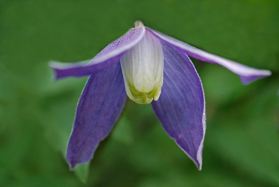 Clematis alpina / Clematide alpina